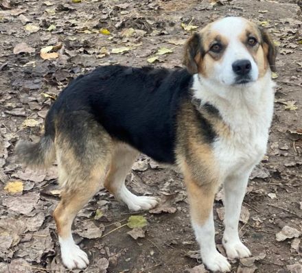 Miraya, geb. ca. 08/2020, lebt in GRIECHENLAND, im städt. Tierheim Serres