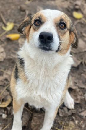 Miraya, geb. ca. 08/2020, lebt in GRIECHENLAND, im städt. Tierheim Serres