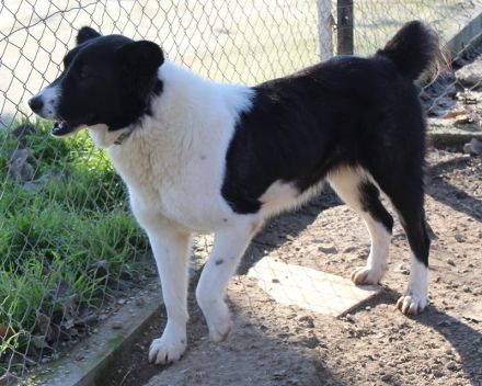 Pallene, geb. ca. 02/2021, lebt in GRIECHENLAND, im städt. Tierheim Serres