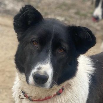 Pallene, geb. ca. 02/2021, lebt in GRIECHENLAND, im städt. Tierheim Serres