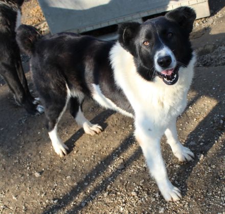 Pallene, geb. ca. 02/2021, lebt in GRIECHENLAND, im städt. Tierheim Serres