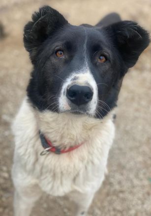 Pallene, geb. ca. 02/2021, lebt in GRIECHENLAND, im städt. Tierheim Serres