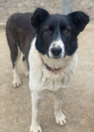 Pallene, geb. ca. 02/2021, lebt in GRIECHENLAND, im städt. Tierheim Serres