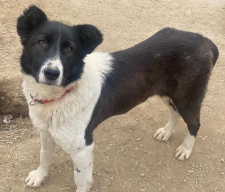 Pallene, geb. ca. 02/2021, lebt in GRIECHENLAND, im städt. Tierheim Serres