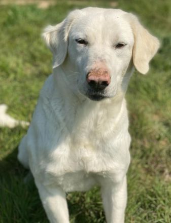 Queenie, geb. ca. 03/2020, lebt in GRIECHENLAND, auf einer privaten Pflegestelle
