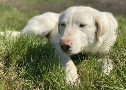 Queenie, geb. ca. 03/2020, lebt in GRIECHENLAND, auf einer privaten Pflegestelle