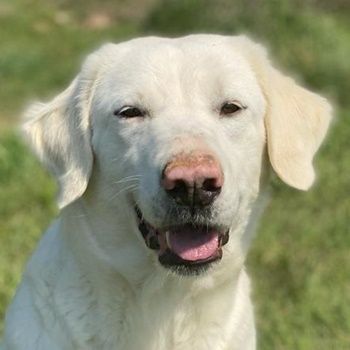 Queenie, geb. ca. 03/2020, lebt in GRIECHENLAND, auf einer privaten Pflegestelle