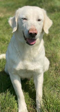 Queenie, geb. ca. 03/2020, lebt in GRIECHENLAND, auf einer privaten Pflegestelle