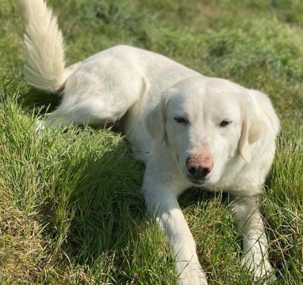 Queenie, geb. ca. 03/2020, lebt in GRIECHENLAND, auf einer privaten Pflegestelle