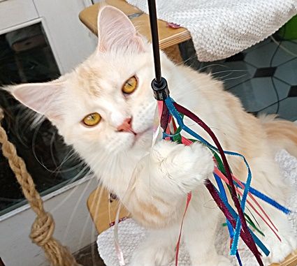 Maine Coon Kastratin sucht neuen Wirkungskreis