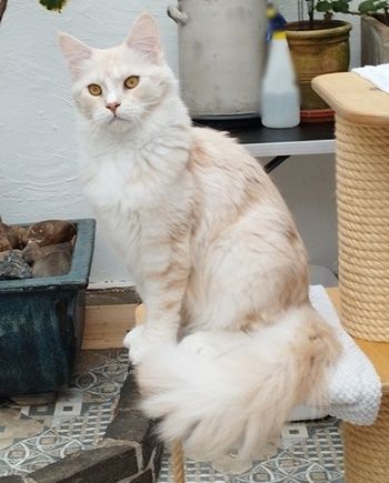Maine Coon Kastratin sucht neuen Wirkungskreis