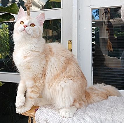 Maine Coon Kastratin sucht neuen Wirkungskreis