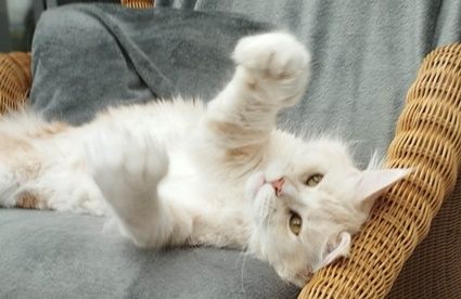 Maine Coon Kastratin sucht neuen Wirkungskreis