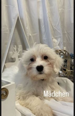 Malteser Welpen