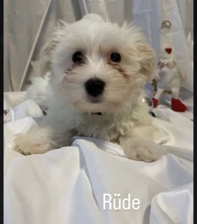 Malteser Welpen