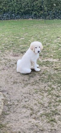 Kuvacz-Pyrenäenberghund Welpen