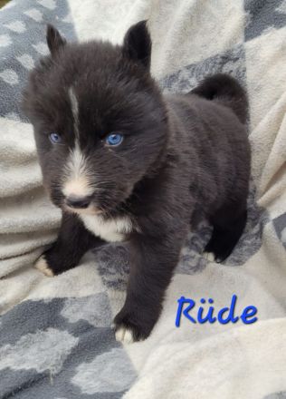 Australian Shepherd x Husky Mix Welpen