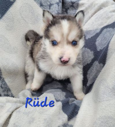 Australian Shepherd x Husky Mix Welpen