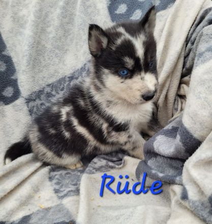 Australian Shepherd x Husky Mix Welpen