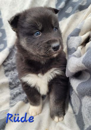Australian Shepherd x Husky Mix Welpen