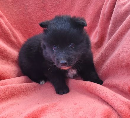 Australian Shepherd x Husky Mix Welpen