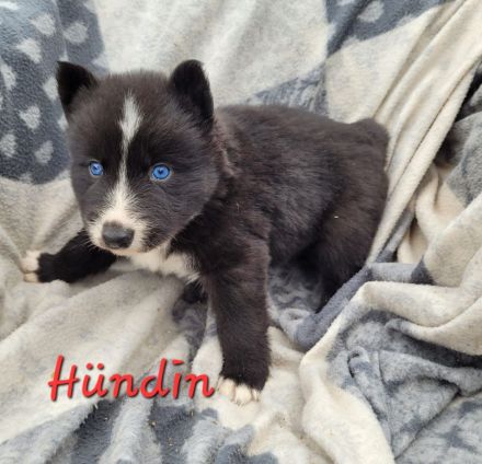 Australian Shepherd x Husky Mix Welpen