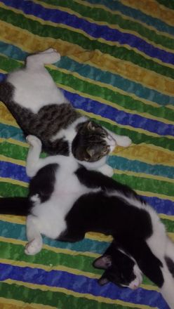 Katzen Geschwister suchen dringend neues Zuhause