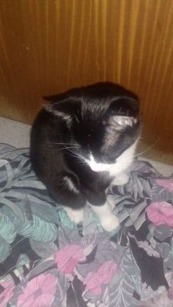 Katzen Geschwister suchen dringend neues Zuhause