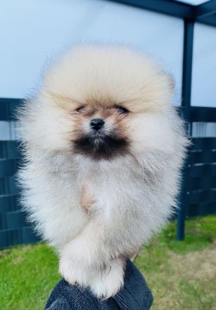 Pomeranian Welpen
