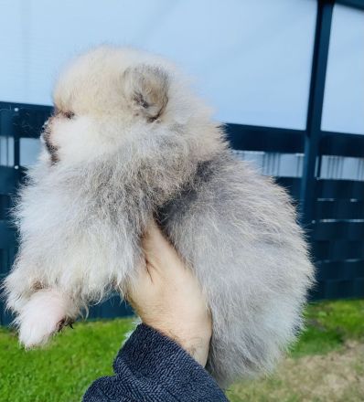 Pomeranian Welpen