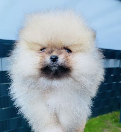 Pomeranian Welpen