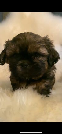 Reinrassige Shih-Tzu Welpen mit Ahnentafel