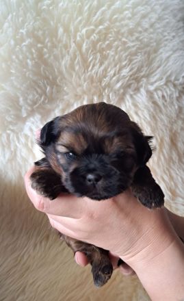 Reinrassige Shih-Tzu Welpen mit Ahnentafel