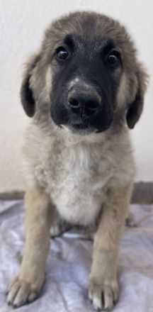 Groot, geb. ca. 07/2023, lebt in GRIECHENLAND, auf einer privaten Pflegestelle