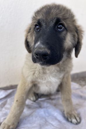 Groot, geb. ca. 07/2023, lebt in GRIECHENLAND, auf einer privaten Pflegestelle