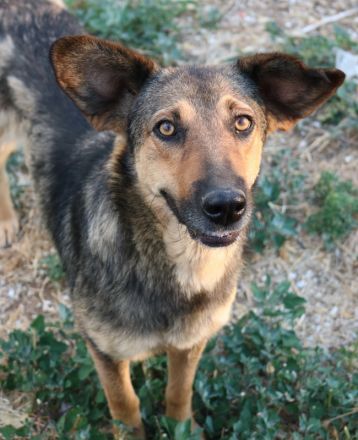 Violetta, geb. ca. 09/2018, lebt in GRIECHENLAND, im städt. Tierheim Serres