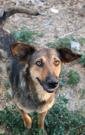 Violetta, geb. ca. 09/2018, lebt in GRIECHENLAND, im städt. Tierheim Serres