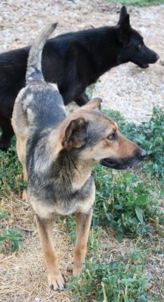 Violetta, geb. ca. 09/2018, lebt in GRIECHENLAND, im städt. Tierheim Serres