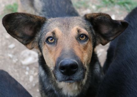 Violetta, geb. ca. 09/2018, lebt in GRIECHENLAND, im städt. Tierheim Serres