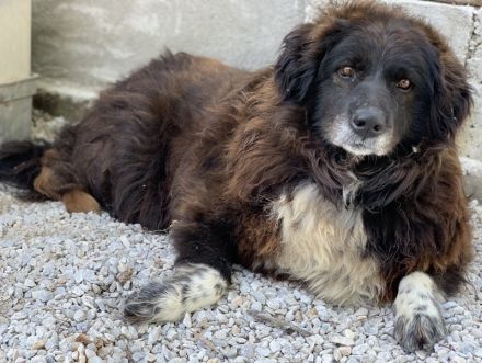 Zoraya, geb. ca. 07/2016, lebt in GRIECHENLAND, im städt. Tierheim Serres