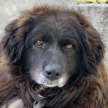 Zoraya, geb. ca. 07/2016, lebt in GRIECHENLAND, im städt. Tierheim Serres