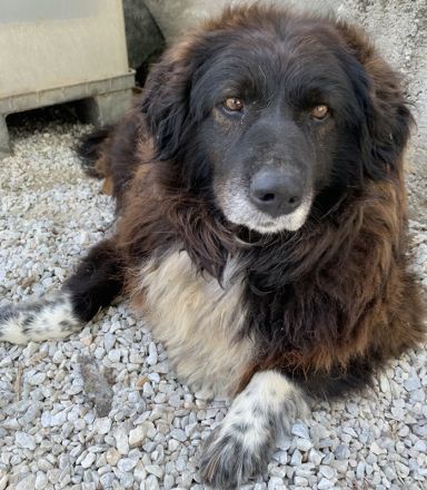 Zoraya, geb. ca. 07/2016, lebt in GRIECHENLAND, im städt. Tierheim Serres