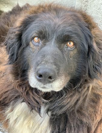 Zoraya, geb. ca. 07/2016, lebt in GRIECHENLAND, im städt. Tierheim Serres