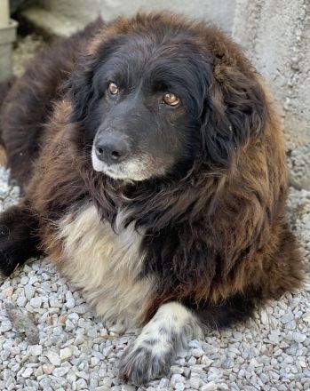 Zoraya, geb. ca. 07/2016, lebt in GRIECHENLAND, im städt. Tierheim Serres