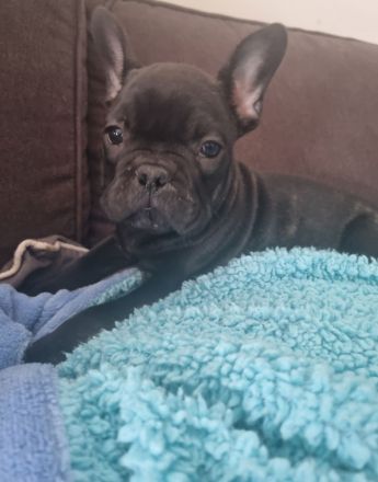 Welpen Französische Bulldogge