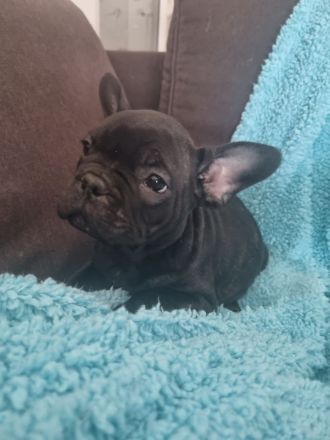 Welpen Französische Bulldogge