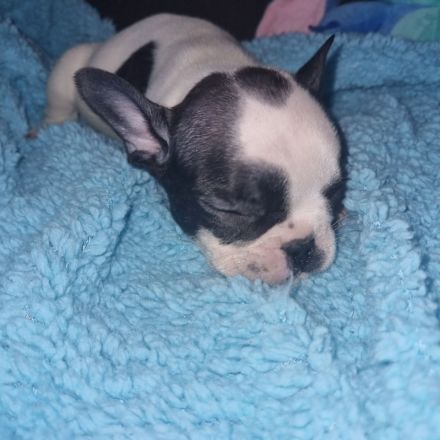 Welpen Französische Bulldogge
