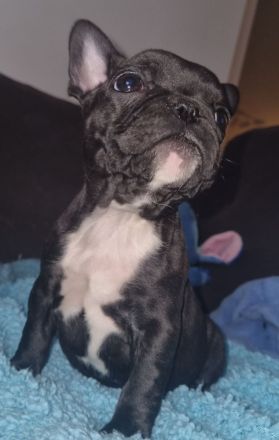 Welpen Französische Bulldogge