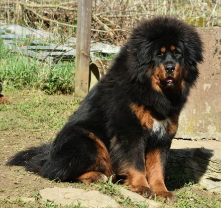 Tibet Welpen Do-khyi