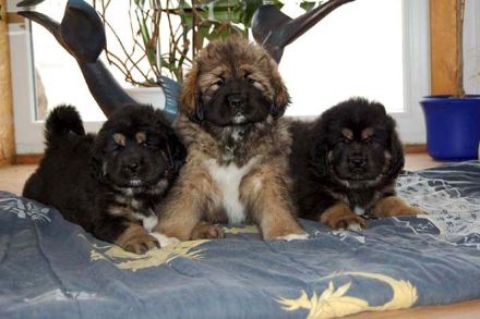 Tibet Welpen Do-khyi